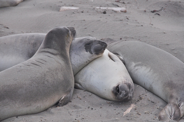 juvenile male elephant seals